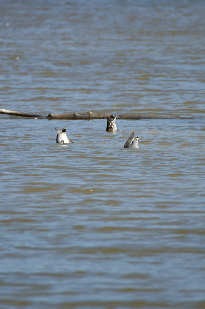 Avifauna humor